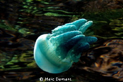 Jelly on Oiled Canvas. This Jellyfish was just below the ... by Marc Damant 